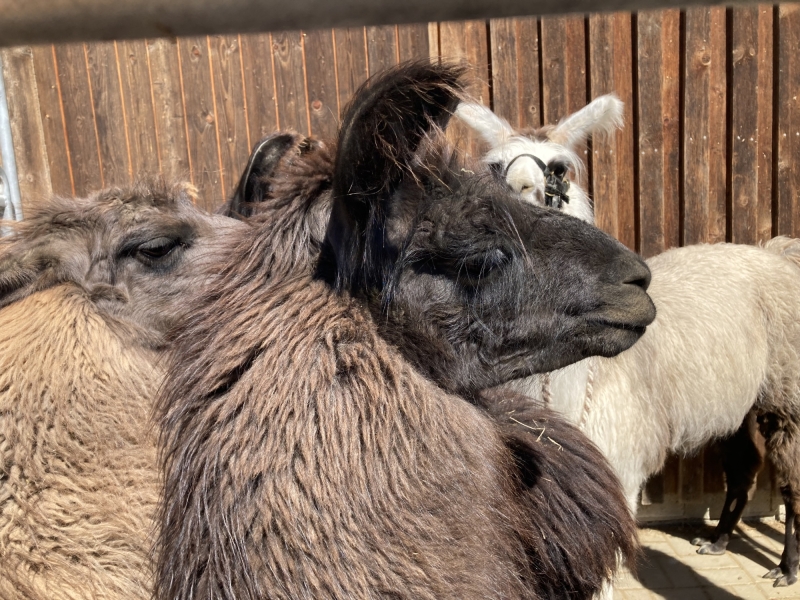 Tier im Zoo