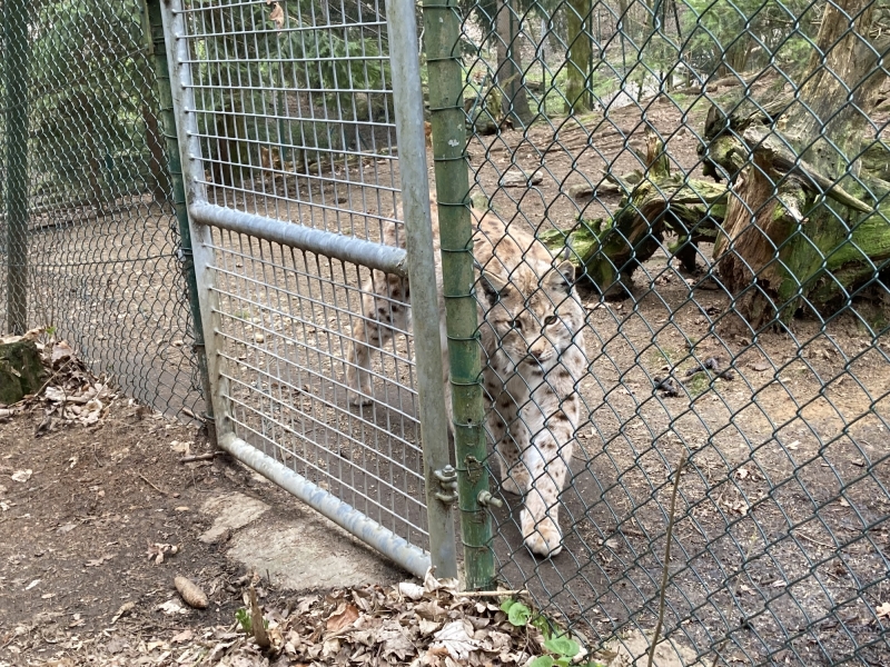 Tier im Zoo