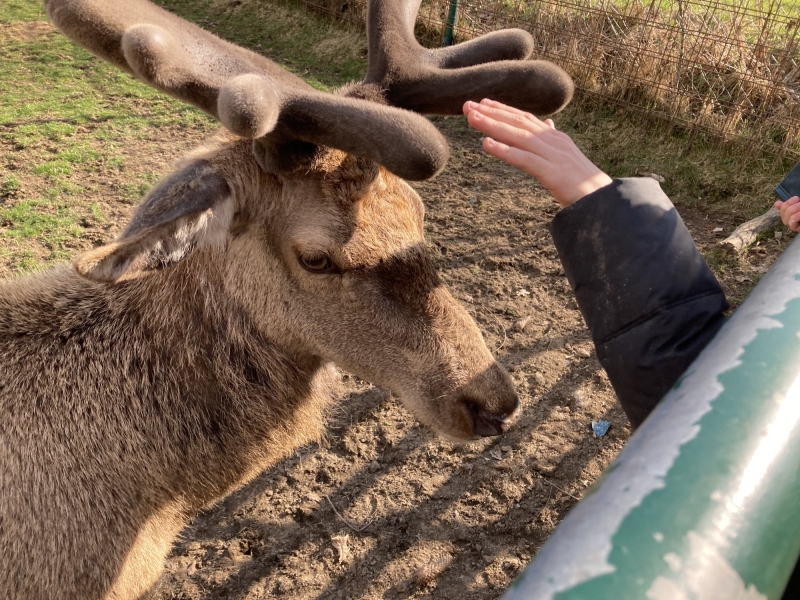 Tier im Zoo