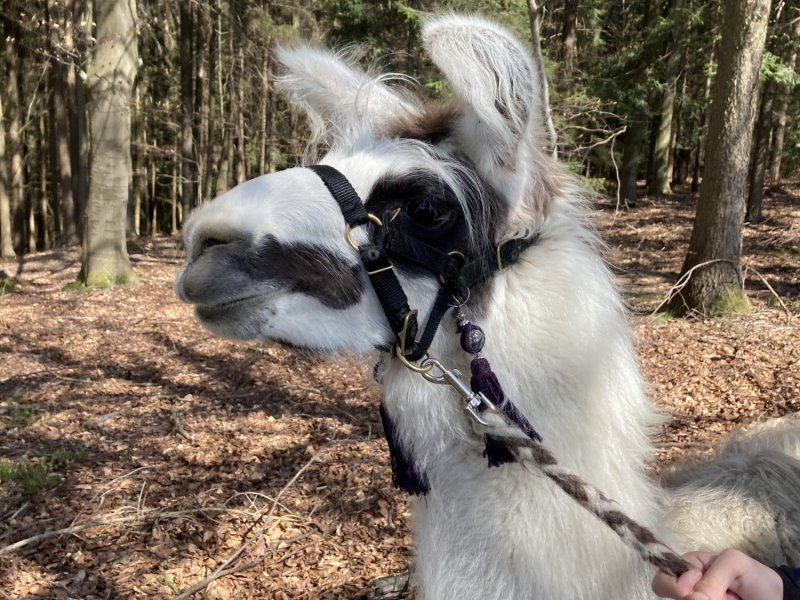 Tier im Zoo