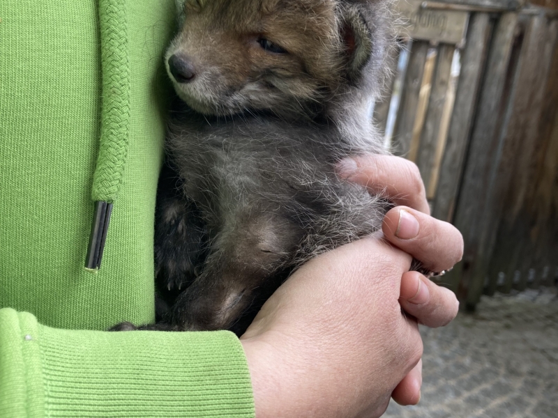 Tier im Zoo