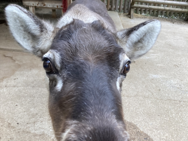 Tier im Zoo