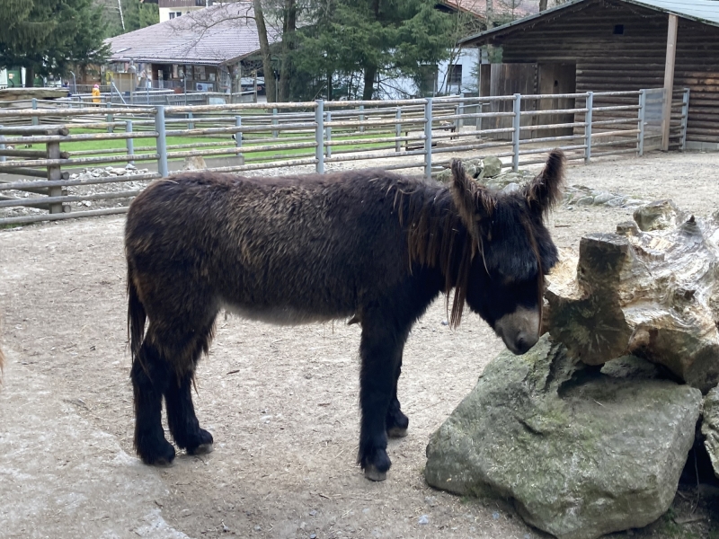 Tier im Zoo