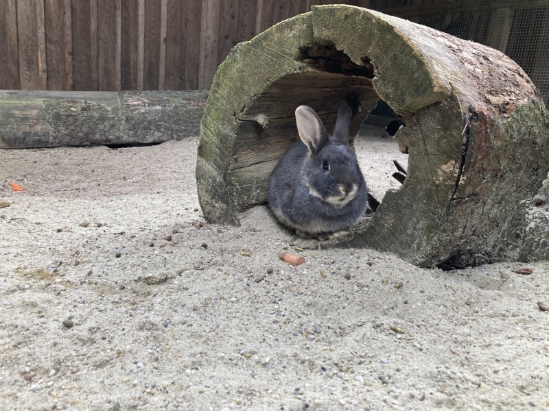 Tier im Zoo