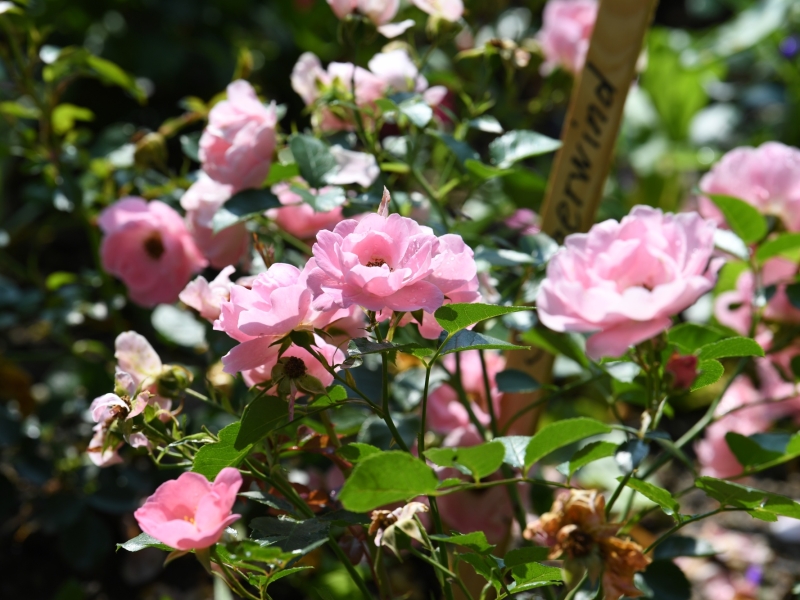 Au&szlig;enaufnahme von Blumen
