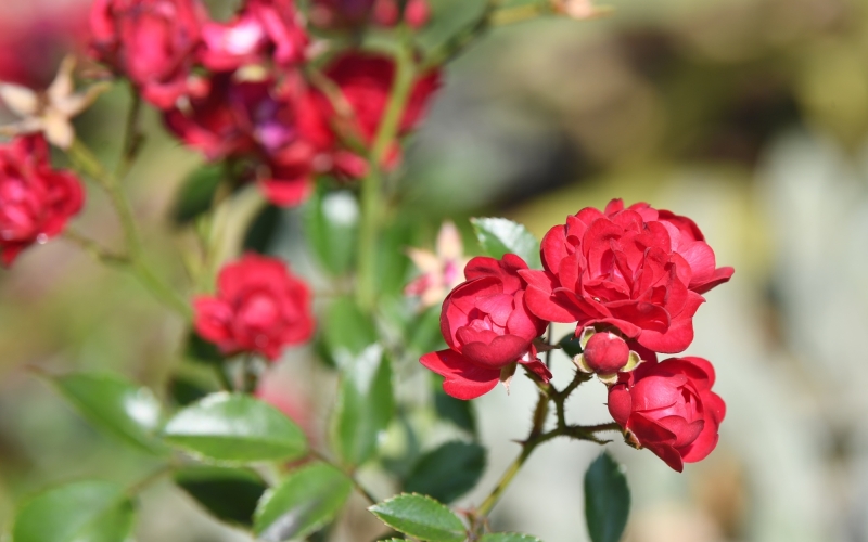Außenaufnahme von Blumen