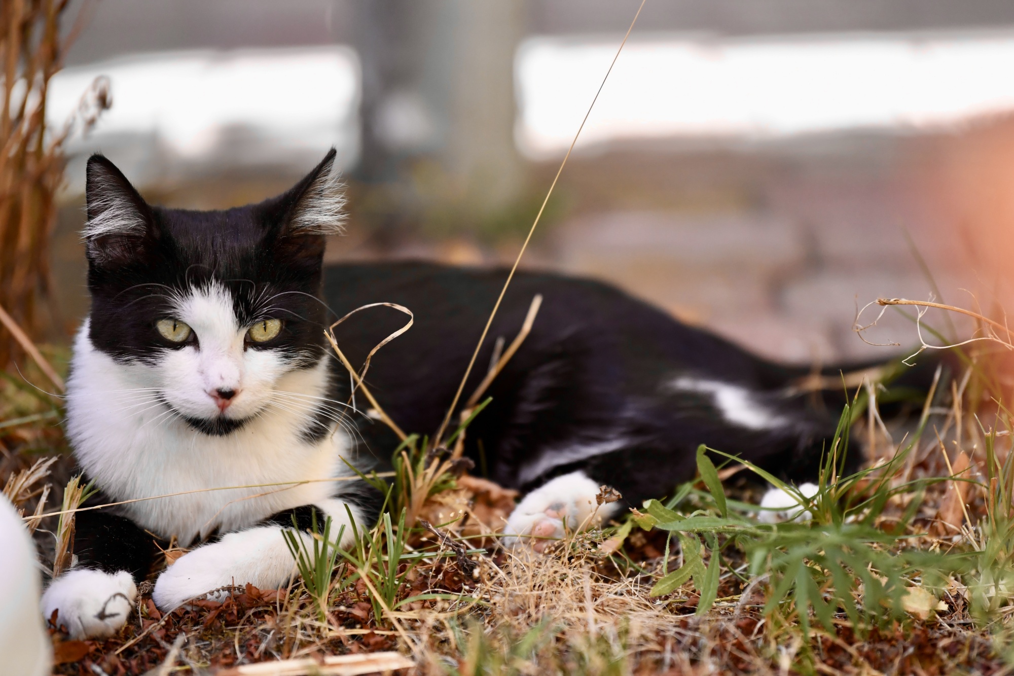 Katze im Gras
