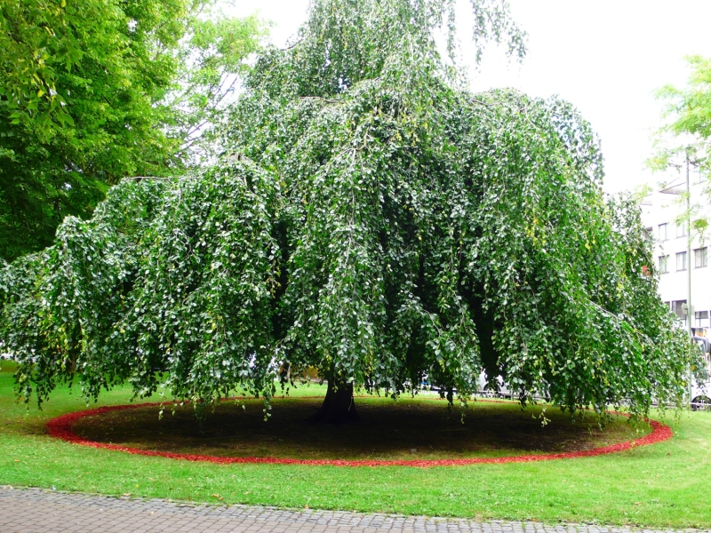 Baum im Freien