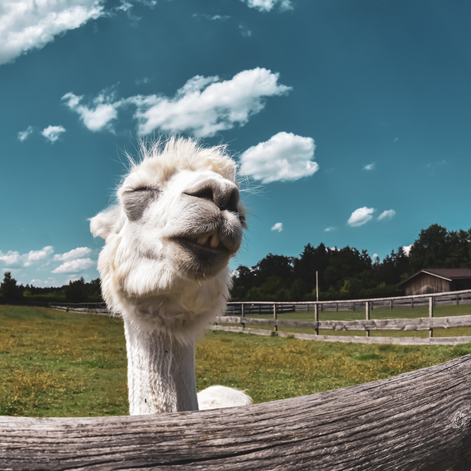 Llama unter freiem Himmel